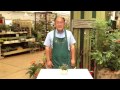サルビア コズミックブルーの育て方・日常管理 の動画、YouTube動画。