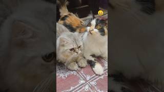 handsome cat 😺😂😄#shots#YouTube short#cooking#funny video#trending#viral video#cat video
