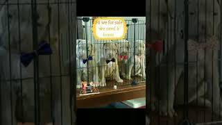 Staffordshire Bull Terrier Puppies For Sale In Hazle Township, Pa