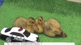 動物行動学 ローレンツの刷り込み Youtube