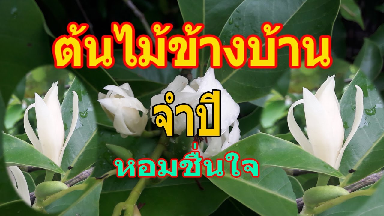 ต้นไม้ข้างบ้าน... ตอน ต้นจำปี...ออกดอกตลอดปี...หอมชื่นใจ / เกษตรอินทรีย์