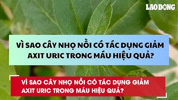 Vì sao cây nhọ nồi có tác dụng giảm axit uric trong máu hiệu quả?| Báo Lao Động