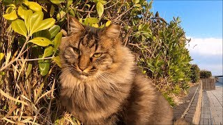 凶暴なモフモフ猫とオモチャで遊んで親睦を深めた