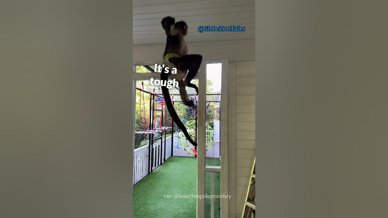 Meet Keke: The Energetic Spider Monkey who Captured Our Hearts💕🐒 - YouTube