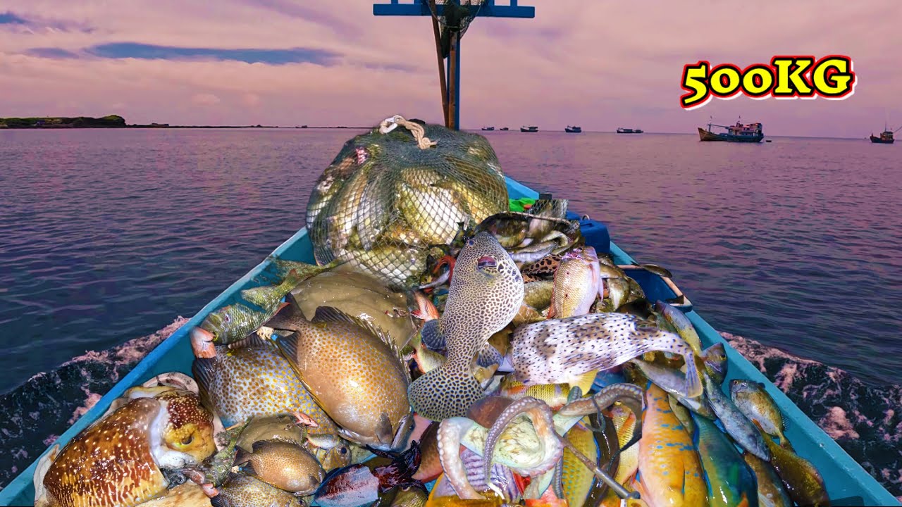 BỦN RỦN Tay Chân Khi PHÁT HIỆN Ổ Cá KÌNH  500KG Sau 10 Năm Lặn Biển (P1)