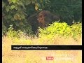 Elephant turns violent during temple