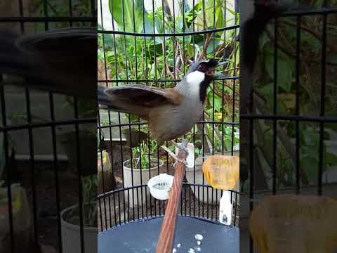 Poksay Jogja XENON Close Up Singing 7 menit Up