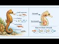Seahorse Unique sea creatures