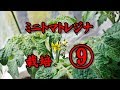 【野菜作り】ミニトマトレジナ栽培 9