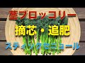 茎ブロッコリーの育て方 日々のお世話編【摘芯、追肥、水やり】スティックセニョール、プランター