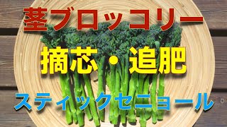 茎ブロッコリーの育て方 日々のお世話編【摘芯、追肥、水やり】スティックセニョール、プランター