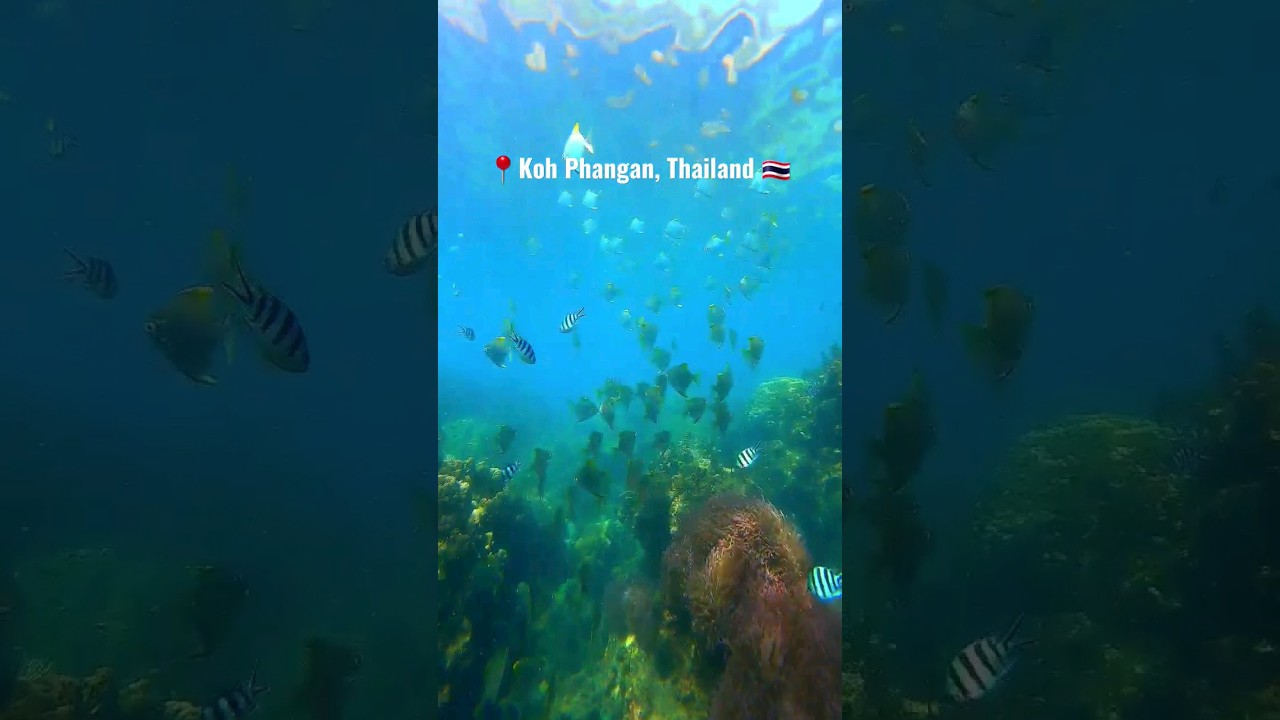 Thailand🐟 Best place to dive🐠 