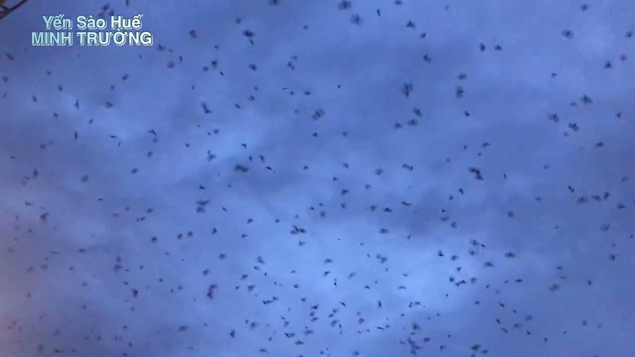 Trang trại nuôi yến của yến sào Huế 