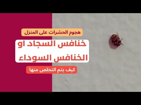 فيديو: تحديد خنافس غصين المقلم - تعرف على أضرار خنفساء غصين المقلم