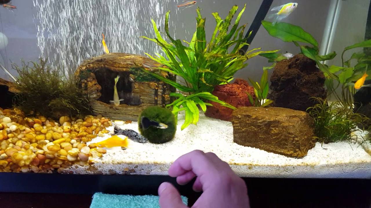 Orange Find Out If It's Good For Your Fish Tank