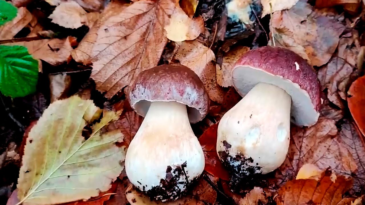 ТІЛЬКИ ГЛЯНЬТЕ ЩО ЗА ГРИБИ В КІНЦІ ОСІННЬОГО СЕЗОНУ