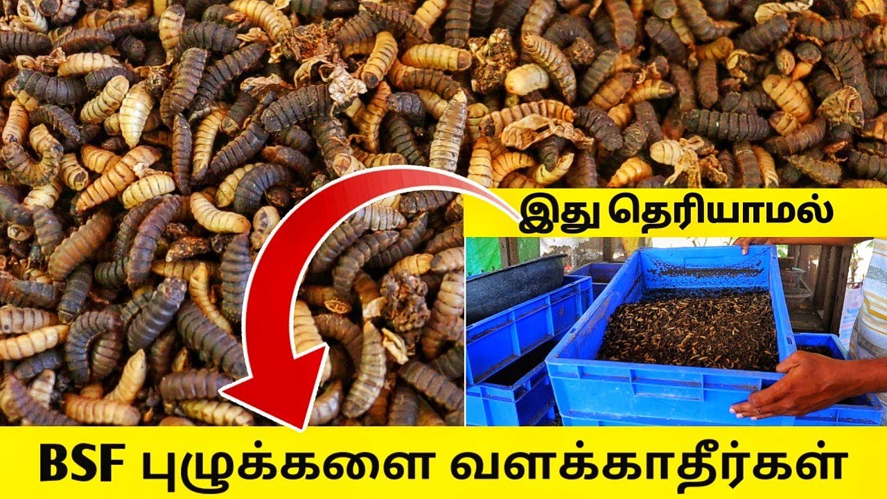 இது தெரியாமல் BSF புழுக்களை வளர்க்காதிங்க || failures of black soldier fly farming in tamil