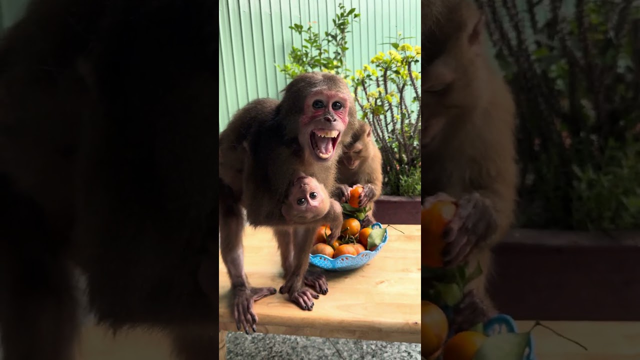 Monkey Asher has a lot of delicious fruits 