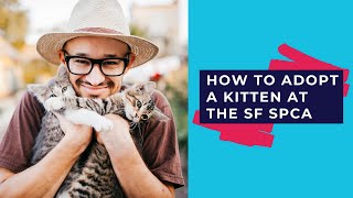 How to Adopt a Kitten at the SF SPCA