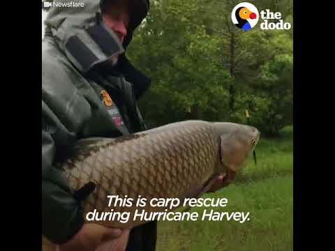  People Rescue Animals From Hurricane Harvey