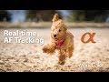 AF Tracking on Sony Alpha Cameras