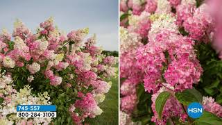 Leaf   Petal Designs 1piece Berry White Hydrangea