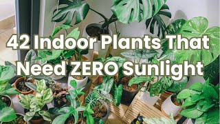 41 Best Low-Light Indoor Plants for Your Home