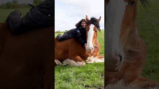 The Clydesdale Horse 🤩