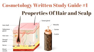 Cosmetology Written Study Guide 1 | Properties of Hair & Scalp
