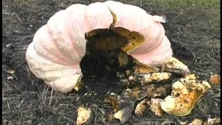 A Giant Pumpkin Explosion Documentary