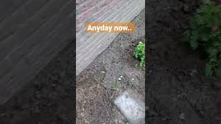 Lush green coming up, anyday now 😄 #gardening #garden #gardenblog #blogger #backgarden #spring #fun