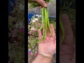 Long size Chillies Harvested #garden #terracegardenindia #viral #youtubeshorts #gardening #youtube #
