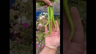 Long size Chillies Harvested #garden #terracegardenindia #viral #youtubeshorts #gardening #youtube #