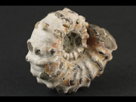 アンモナイト(ドゥビレイセラス)化石 94g / Ammonite - YouTube