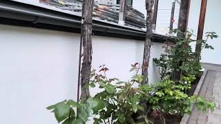 Zöldhomlokzat Szőlővel