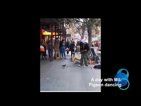 Pigeon Dancing AMAZING