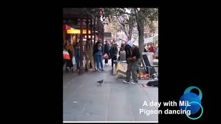 Pigeon Dancing Amazing