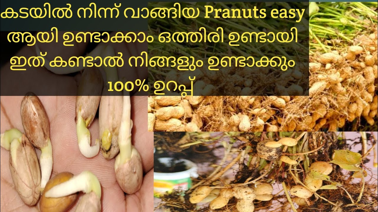 How to grow Peanuts at home with many tubers and high yield YouTube