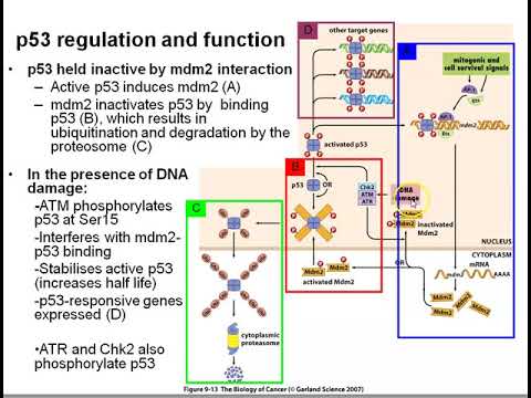 p53 basics