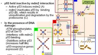 p53 basics