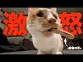 【緊急】子猫が骨を強奪して過去一のブチギレモードに…。