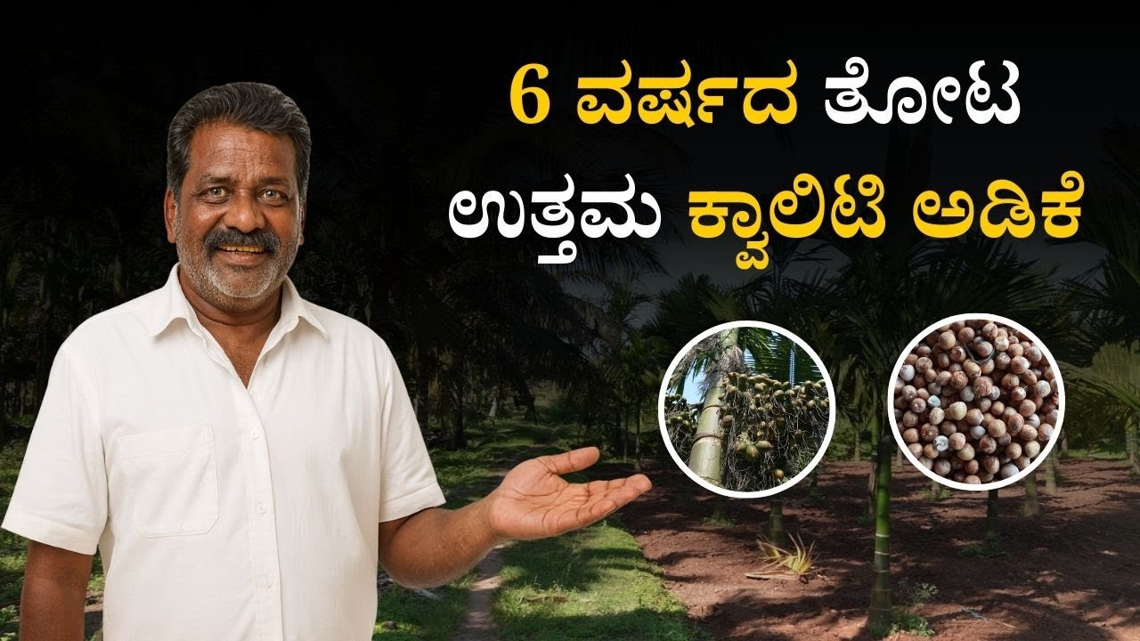 ಕಡಿಮೆ ಅವಧಿಯಲ್ಲೇ ಉತ್ತಮ ಅಡಿಕೆ ತೋಟ ಮತ್ತು ಗುಣಮಟ್ಟದ ಇಳುವರಿ