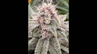 Tinfoil Hat from Irie genetics and Cherry Burger from Equilibrium Seeds seed to harvest slideshow