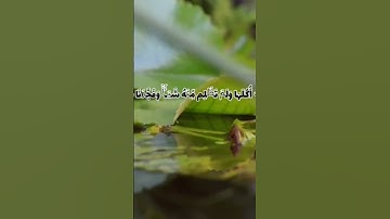 #سورة-الكهف-الايه-٣٢-٣٣-٣٤