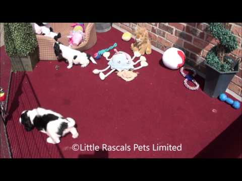 little-rascals-cocker-spaniel-puppies