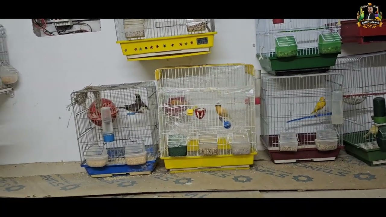 38#/اضافه طيور جديده تبارك الرحمن🐦🐦