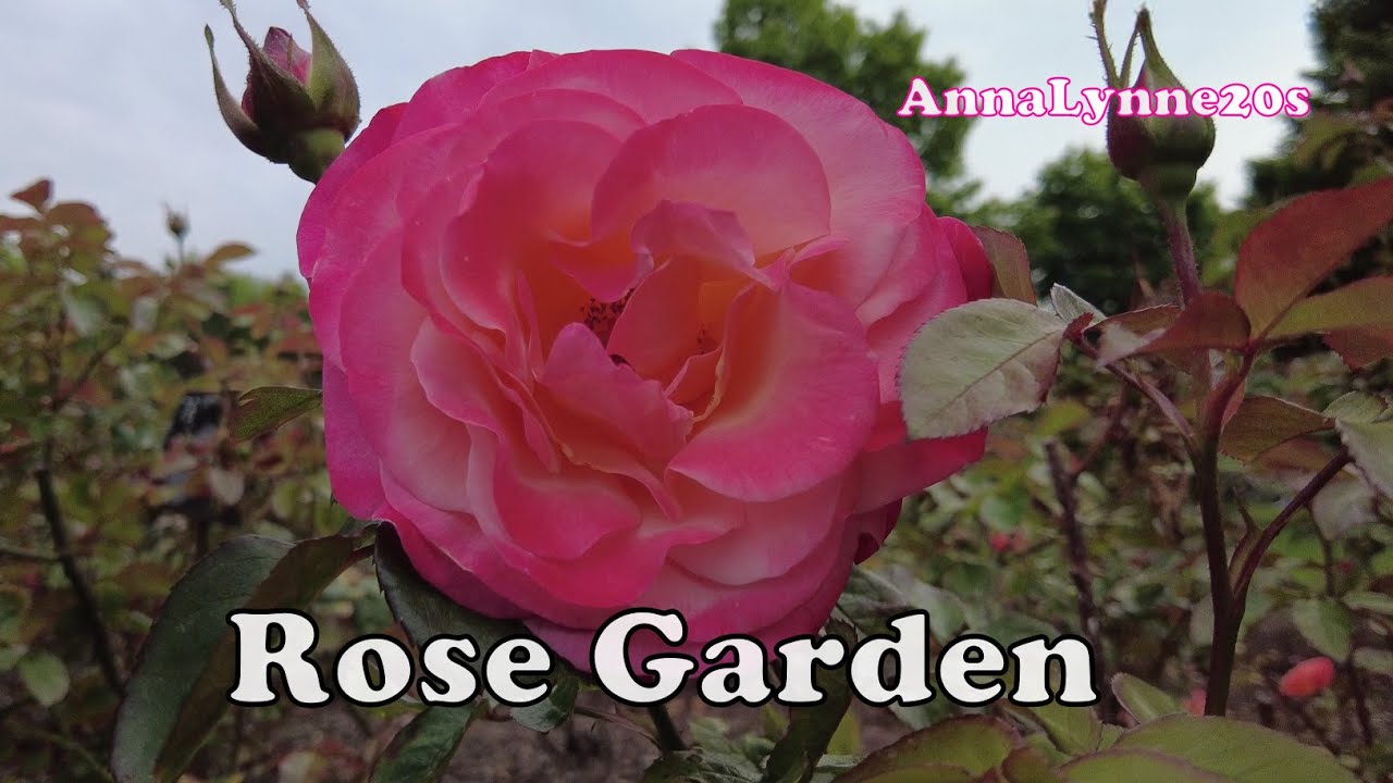 Romantic English Rose Garden  - David Austin Roses Inspired  - Queen Mary Rose Garden Regents  Park