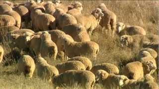 Sheep Breeding Process - Yasmin Scrivener Reporting