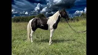 Missouri Foxtrotter Gaited/Trail/Driving Horse For Sale