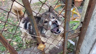 Is "snow" a good name for a Thai dog?